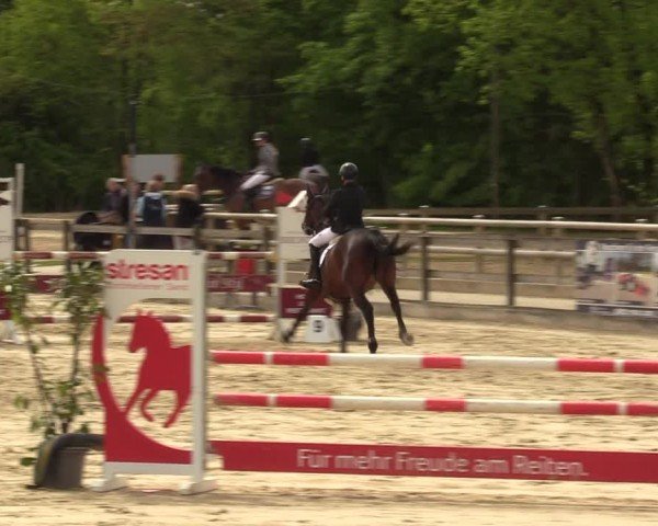 Reitturnier Nienberge 2024