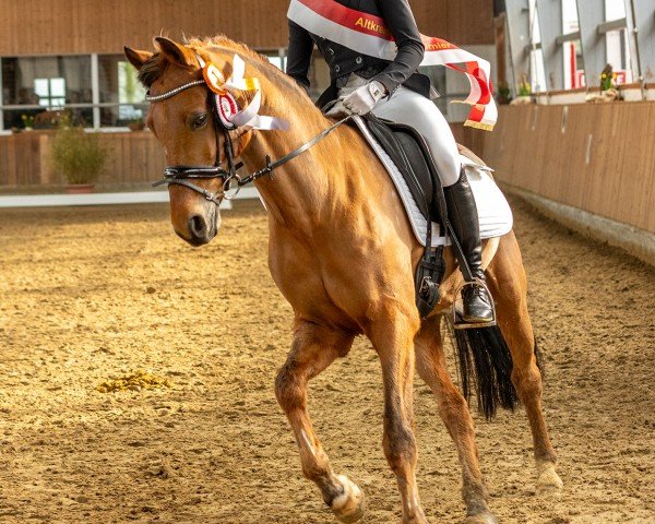 dressage horse Dr.dolittle 6 (German Riding Pony, 2007, from Dior)