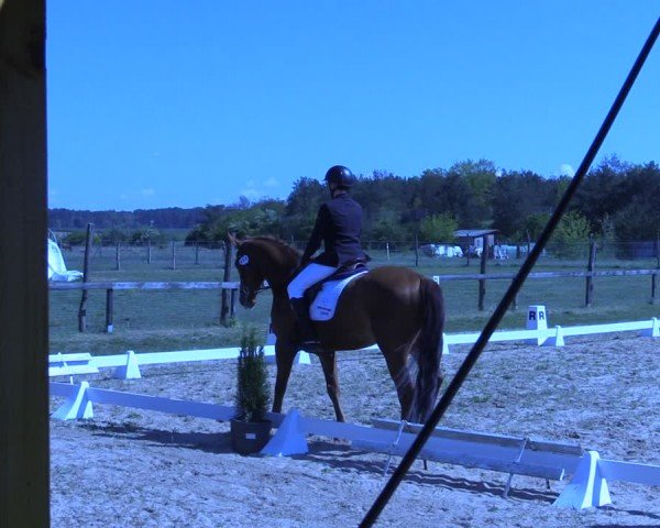 Reitturnier Colbitz 2024