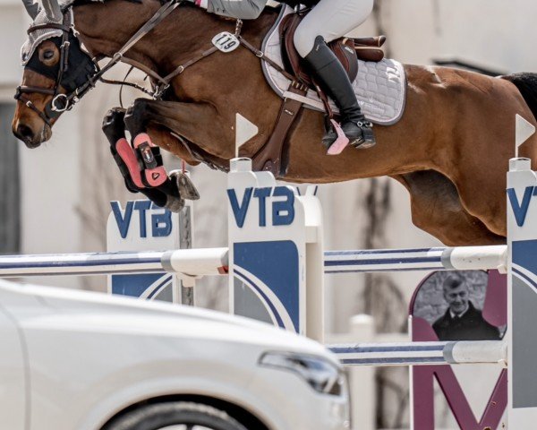 jumper Cara 204 (Oldenburg show jumper, 2013, from Christian 25)