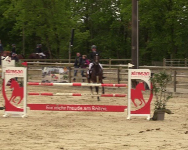 Reitturnier Nienberge 2024