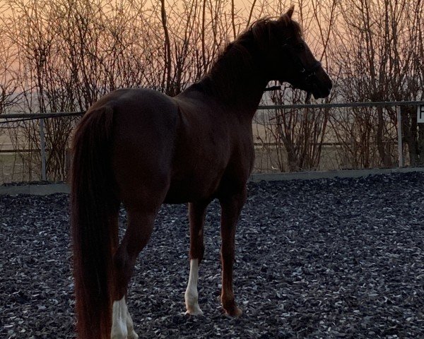 dressage horse Heiligenbergs Tiger-Lilly (German Riding Pony, 2013, from Dreidimensional AT NRW)