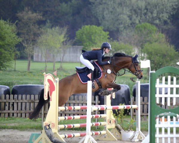 Springpferd Lia Lotte (Holsteiner, 2018, von Canstakko)