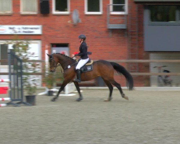 Reitturnier Heiden 2024