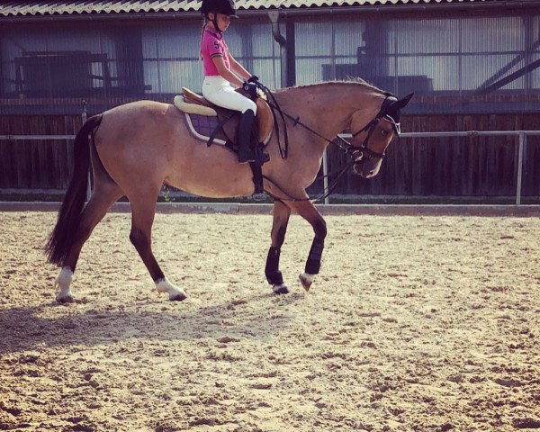 dressage horse Delia Dream of my Life (German Riding Pony, 2015, from D-Day AT)