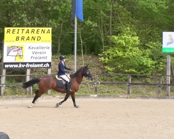 Reitturnier Sins 2024