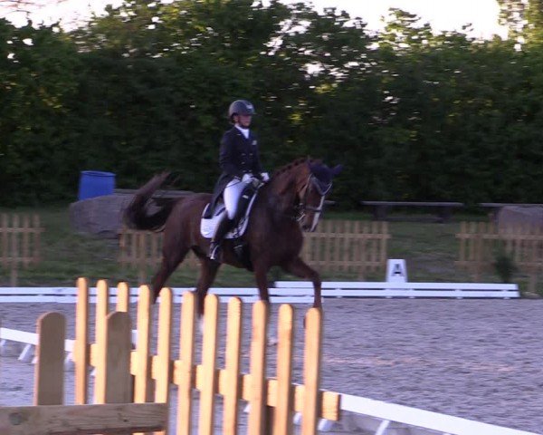 Reitturnier Pietzpuhl 2024