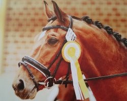dressage horse Lennox 259 (Westphalian, 2007, from Lissabon 29)