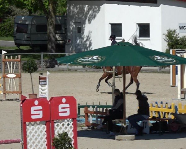 Reitturnier Ingolstadt-Hagau/Obb. 2024