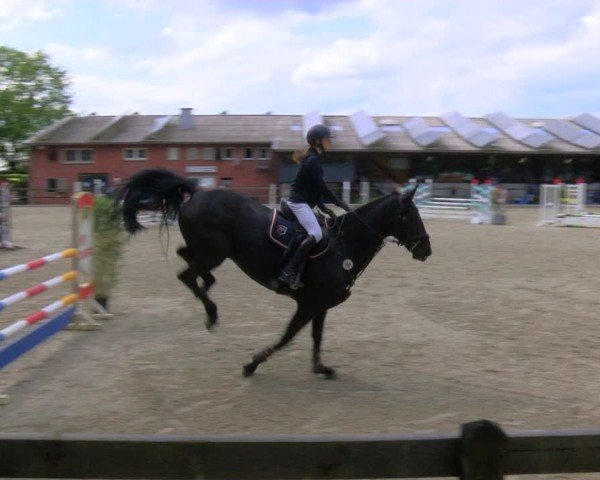 Reitturnier Heiden 2024