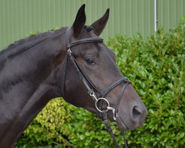 horse Idol (Trakehner, 2007, from Ovaro)