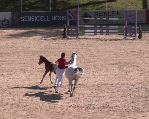 AWÖ FOALSHOW im Rahmen des CSI2* in Stadl Paura