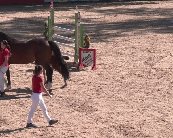 AWÖ FOALSHOW im Rahmen des CSI2* in Stadl Paura
