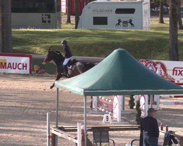 FEI Springturnier Stadl Paura 2024