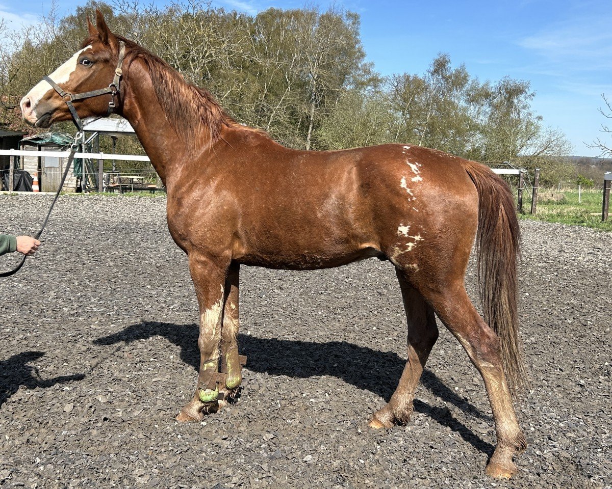 horse Fidalgo (Rhinelander, 2021, from First Deal)