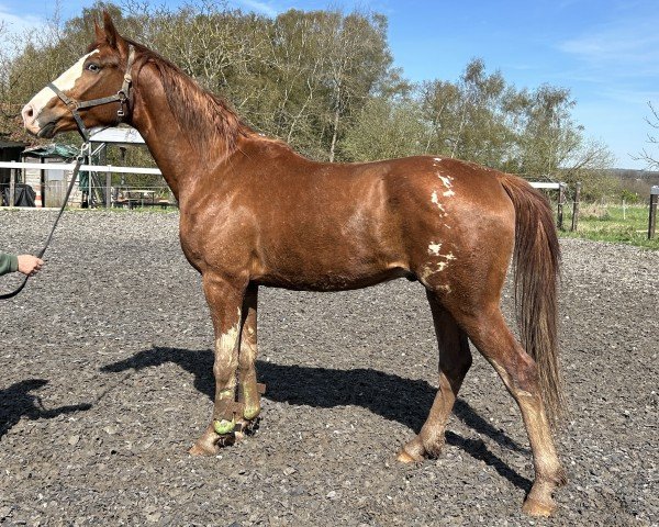 horse Fidalgo (Rhinelander, 2021, from First Deal)
