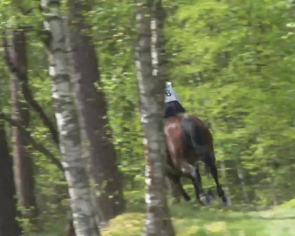 CCI2* Luhmühlen 2024