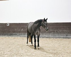 Springpferd High Hopes (Hannoveraner, 2020, von HICKSTEAD WHITE)