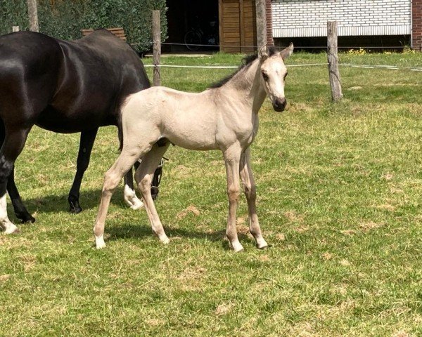 Pferd Diamantinos Golden Magic (Deutsches Reitpony, 2023, von Diamantino Gold T)