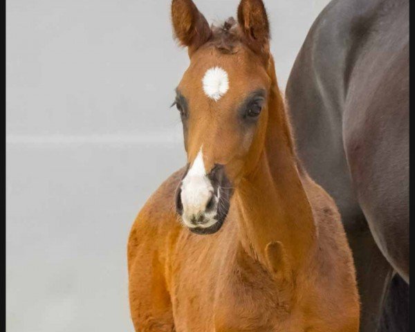 horse Escador (Hanoverian, 2024, from Escaneno)