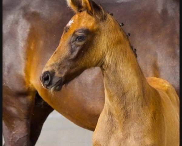 horse Verona (Hanoverian, 2024, from Vingino)