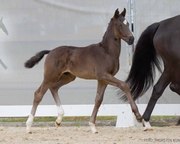 horse Van Hoop (Hanoverian, 2024, from Viva Vitalis 2)