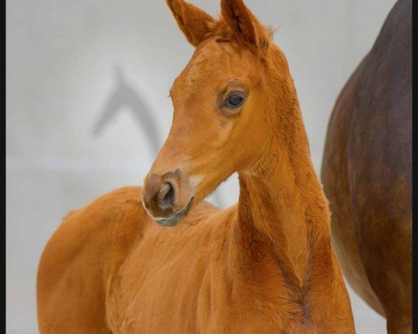 horse Escaflora (Hanoverian, 2024, from Escaneno)
