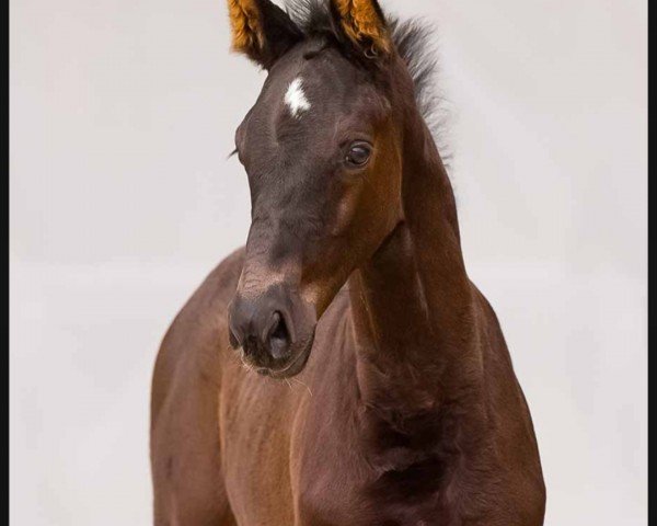 Pferd Festnight (Hannoveraner, 2024, von Fürst Zonik PS) Pferd Festnight (Hannoveraner, 2024, von Fürst Zonik PS)