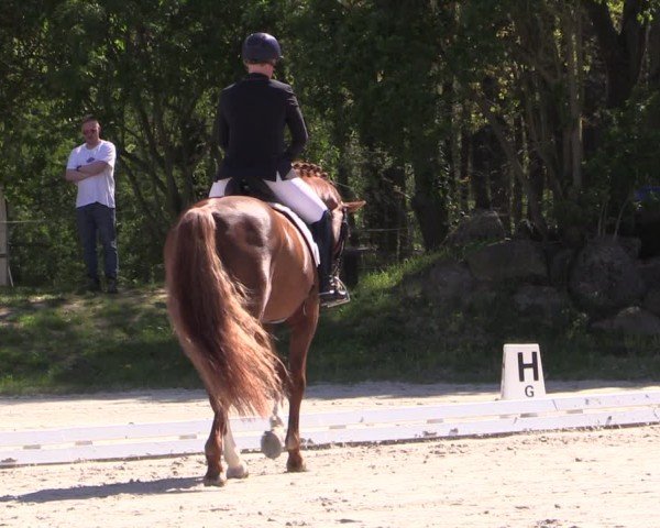 Reitturnier Pietzpuhl 2024