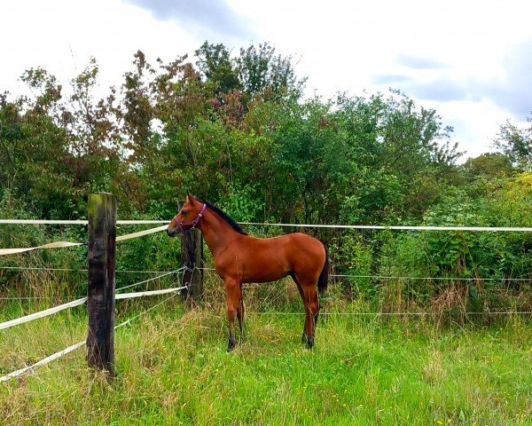 horse Bailando (Hanoverian, 2023, from By your Side 3)