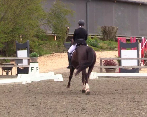 Reitturnier Ladelunder Turniertage 2024