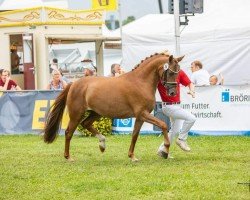Zuchtstute Hilgenroths Delani (Deutsches Reitpony, 2020, von Dancing Fox 2)