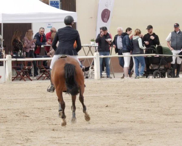 Reitturnier Großostheim/Ufr. 2024