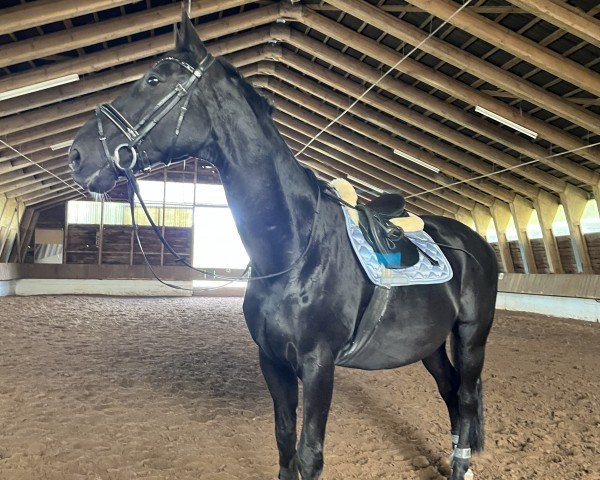 horse Sunny F (Oldenburg, 2004, from Souvenir)