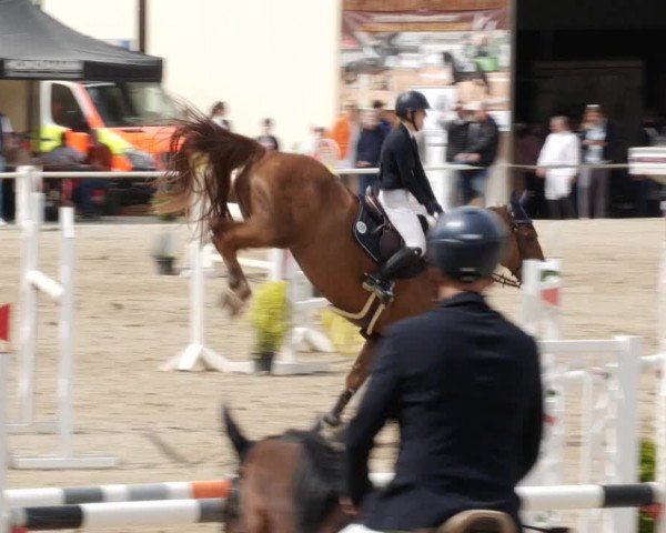 Reitturnier Großostheim/Ufr. 2024