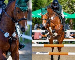 Springpferd Tinkabell 20 (Oldenburger Springpferd, 2019, von Twilight 35)
