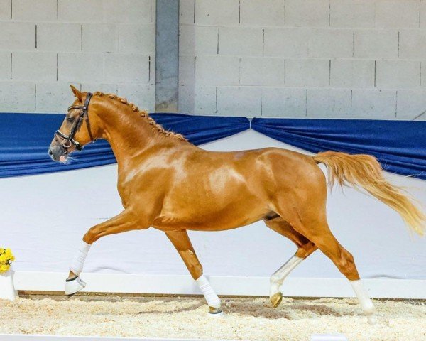 Pferd Dreimaldrei (Deutsches Reitpony, 2020, von Dreidimensional AT NRW)