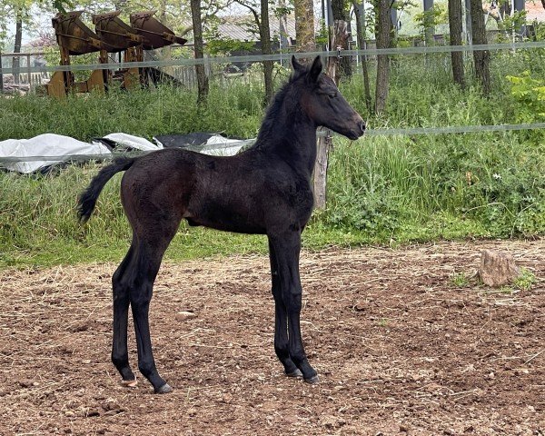 Pferd Miss Cassandra Del Rilate (Sella Italiano, 2024, von Cassirano del Rilate)