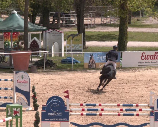 FEI Springturnier Stadl Paura 2024
