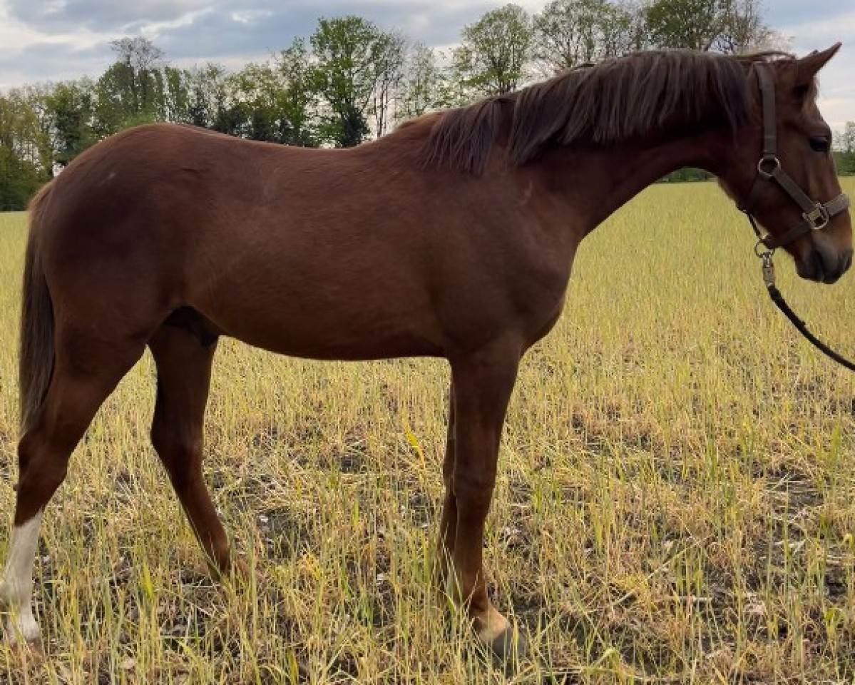 horse Cosmo GV (German Riding Pony, 2023, from DSP Cosmo Royale)