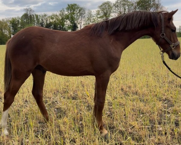 horse Cosmo GV (German Riding Pony, 2023, from DSP Cosmo Royale)