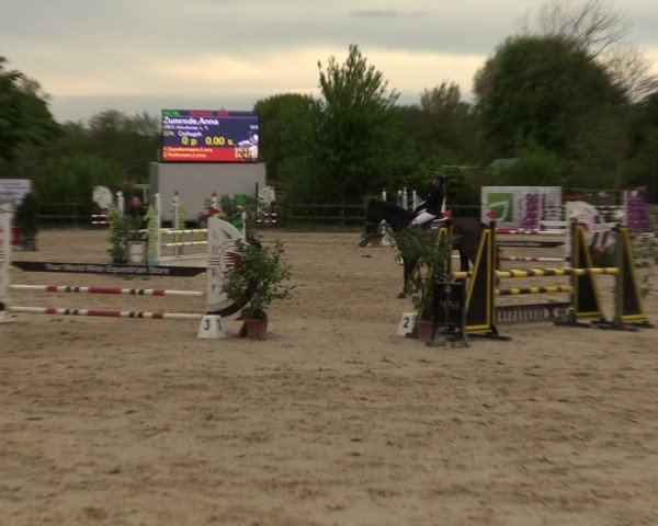 Reitturnier Nienberge 2024