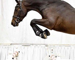stallion Diaquin (Hanoverian, 2020, from Diacontinus)