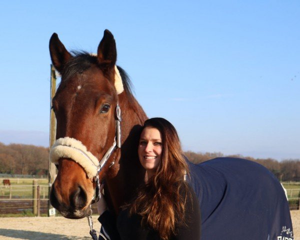 horse Special Starlight (Hanoverian, 2020, from Selectric)