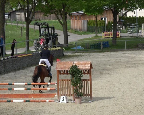 Reitturnier Ingolstadt-Hagau/Obb. 2024