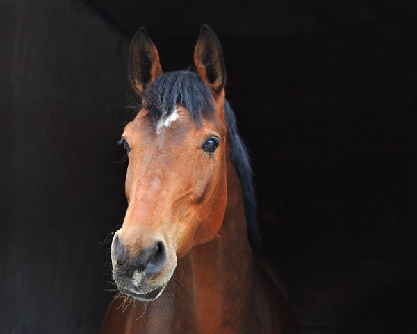 horse Fantast 303 (Hanoverian, 2016, from Fürst Belissaro)