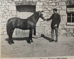 Deckhengst Sinton Whirligig (Welsh Pony (Sek.B), 1965, von Sinton Gyration)
