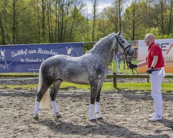 stallion Connor DK (Connemara Pony, 2020, from Carraig Eibhir)