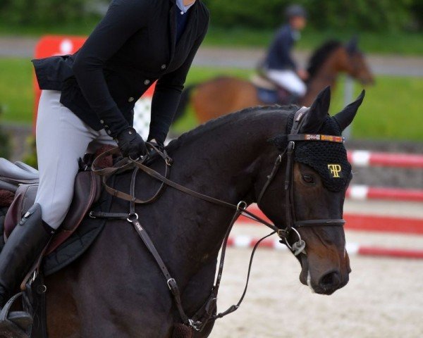 jumper Sligo Candy Star (Irish Sport Horse, 2019, from Sligo Candy Boy)