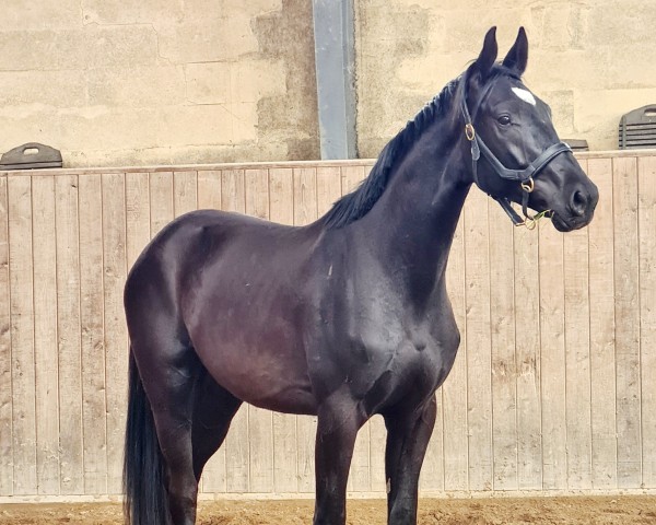 horse Fendo (Holsteiner, 2021, from Fidano)
